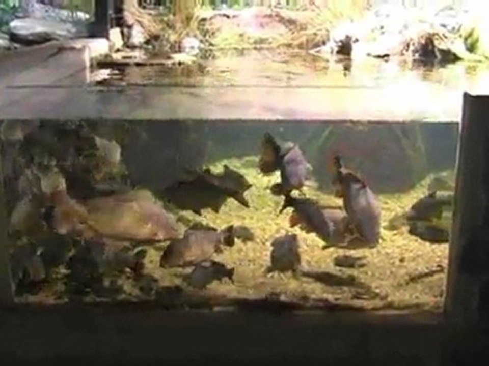 Ireland, Galway, national aquarium, part 2 lakes and rivers