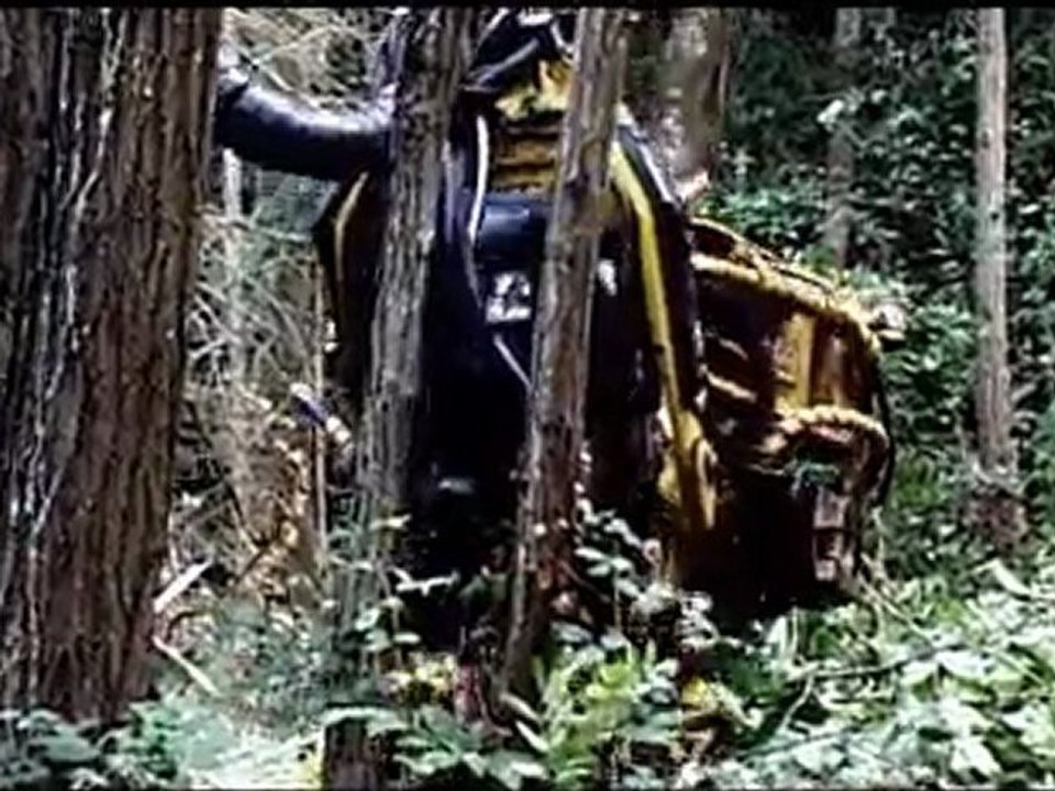 les cris de la foret