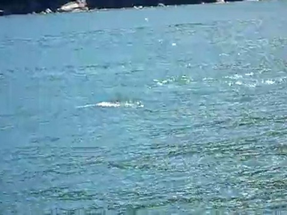 dauphins, Brésil ( Florianopolis , février 2011 )