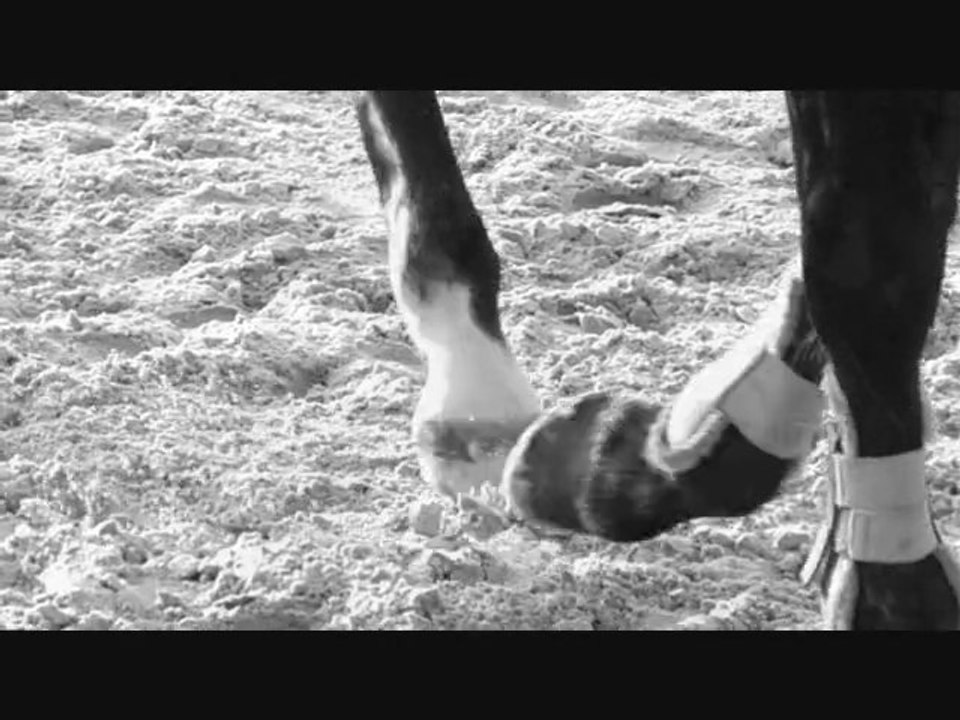 Les Ecuries Du Centaure ♥