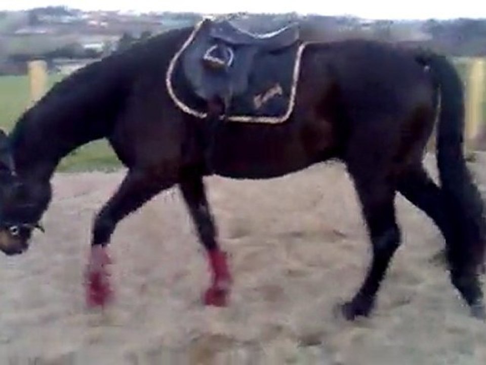 longe 1 TFLY