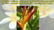 Tropical Plants and Plumeria Care in Temperate Climates