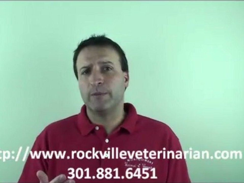 Five Thigns To Know Before Choosing a Vet