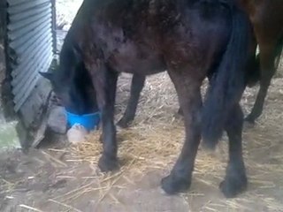 alane échange gamelle ac mimil