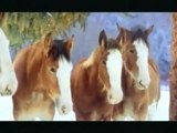 Chevaux farceurs