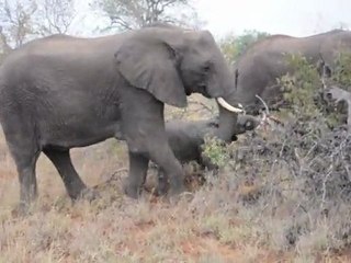 Safari en Afrique du Sud