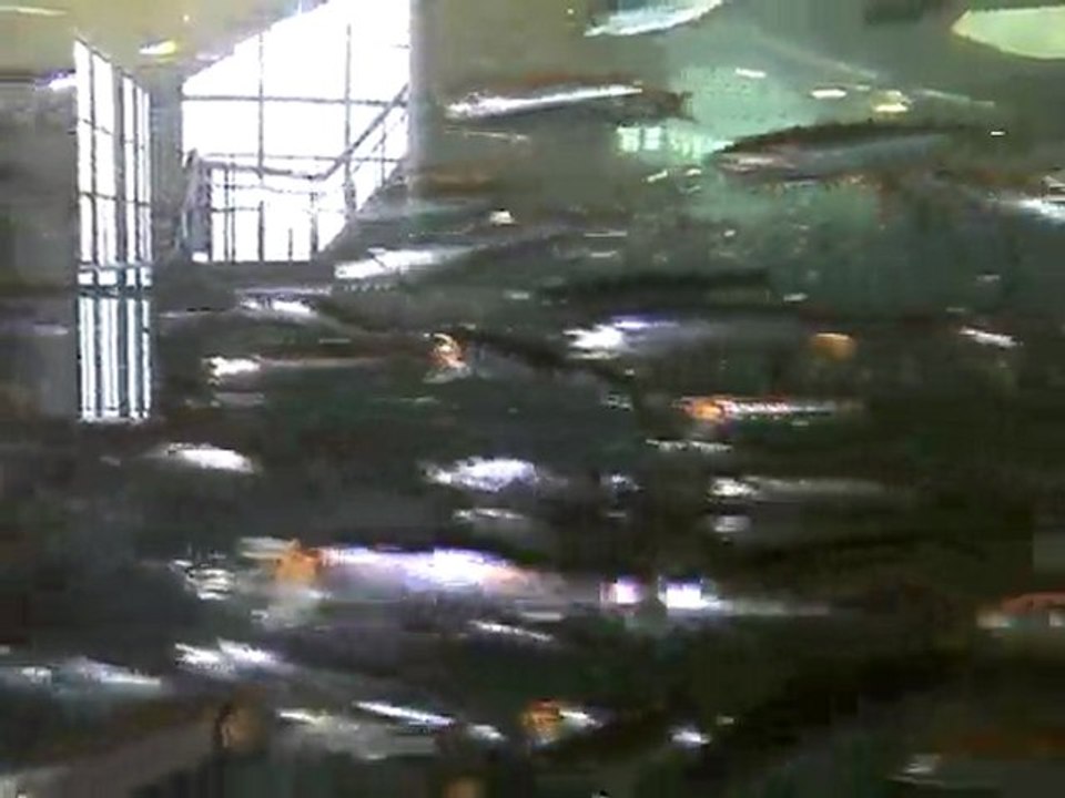 Monterey bay Aquarium, sardines