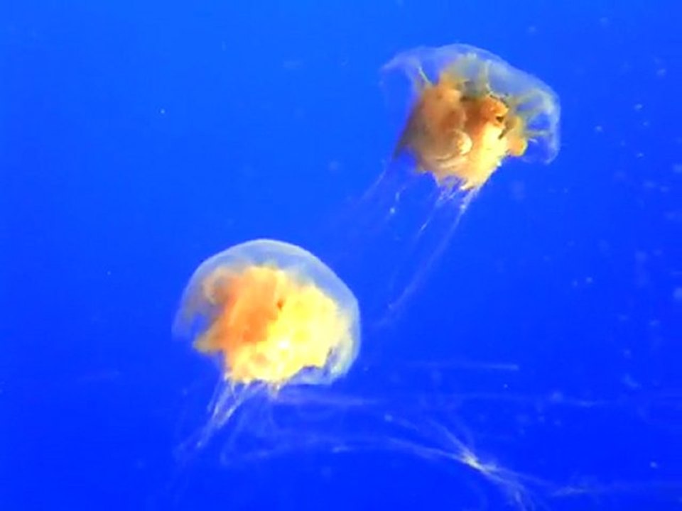 Monterey bay Aquarium, méduses 2