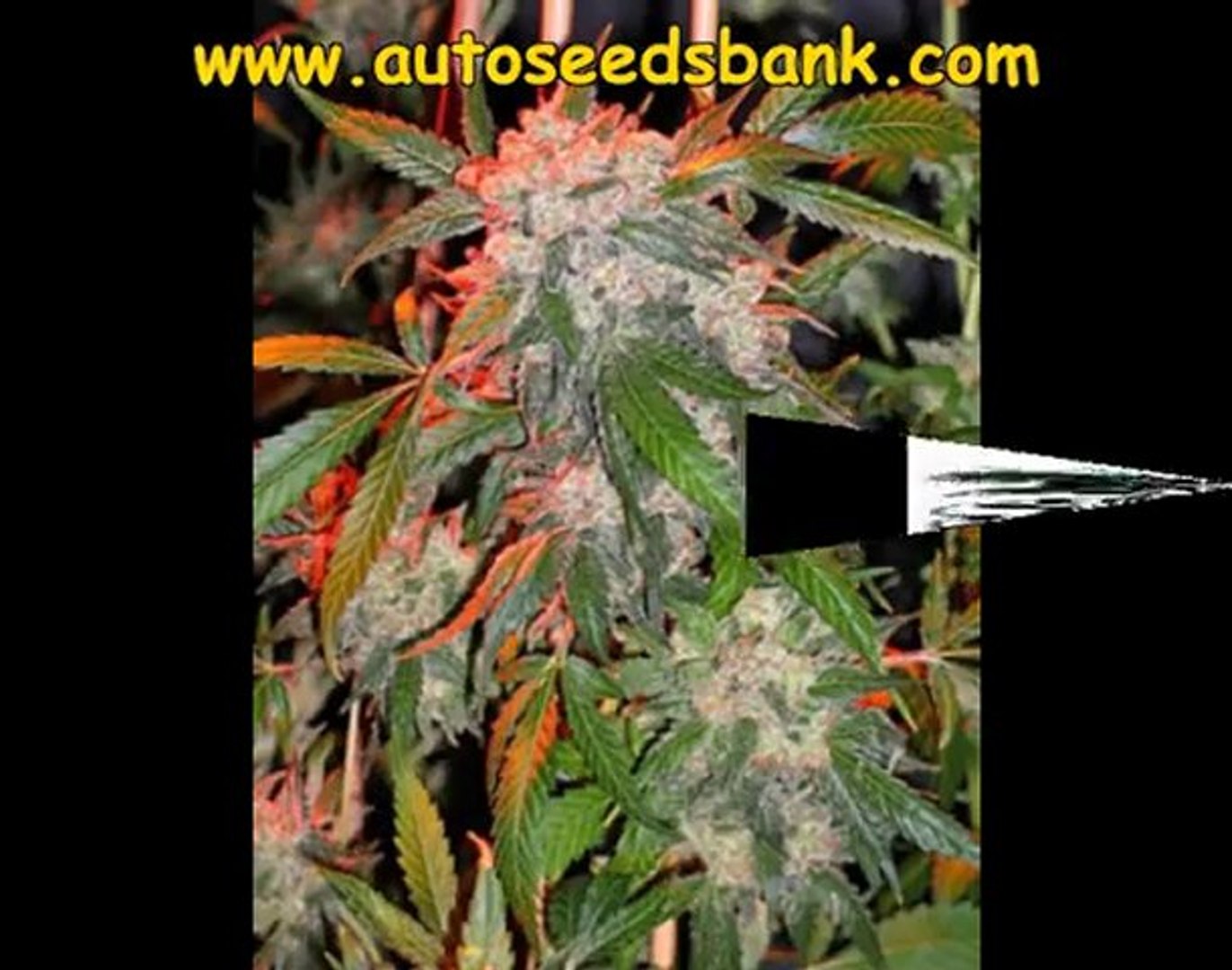 ⁣white widow Cannabis Seeds