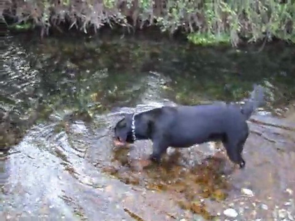 paco et felina 26 mars 2011 014