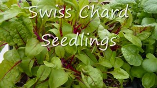 Growing From Seed Radishes,Swiss Chard,  Flowers