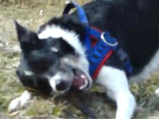 les loulous dans les près 2