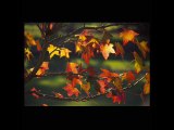 EWA DANI Sikocinska  Les Feuilles Mortes (Autumn Leaves)