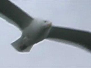 big somebody - Casting JVSCAZ Saison #2