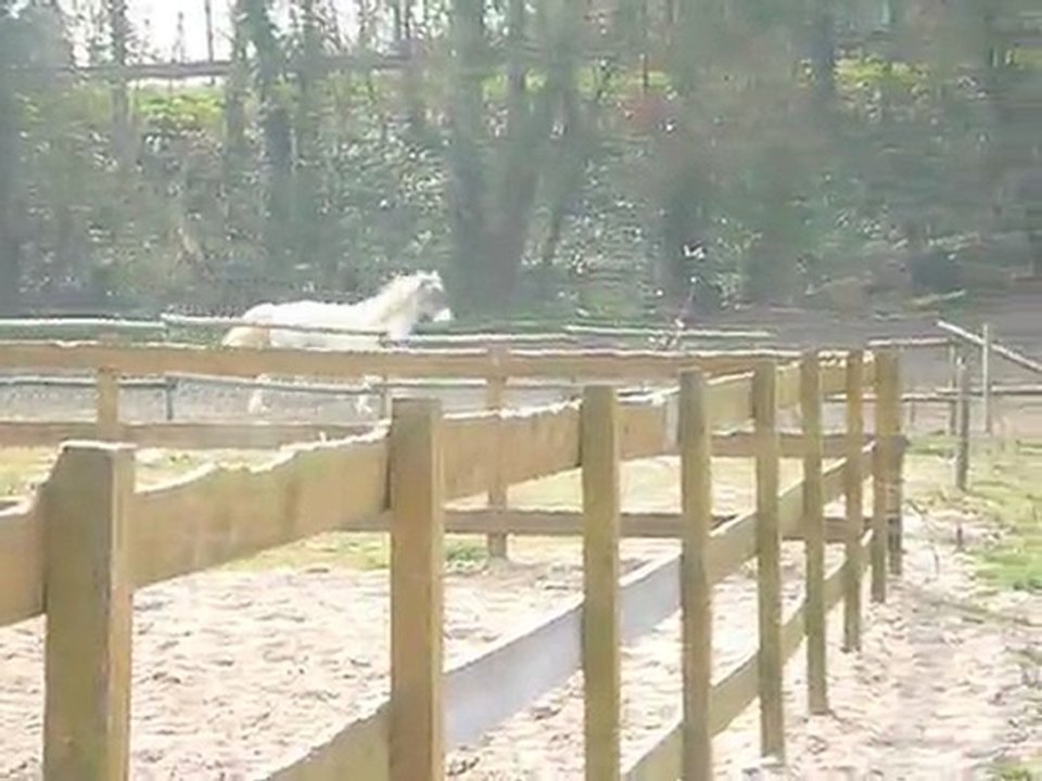 Aramis au pré avec Hélios