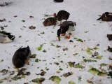 Enten im Schnee im Wildgehege Hellenthal