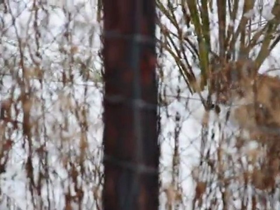 Luchs im Schnee  im Wildgehege Hellenthal