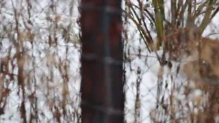 Luchs im Schnee  im Wildgehege Hellenthal