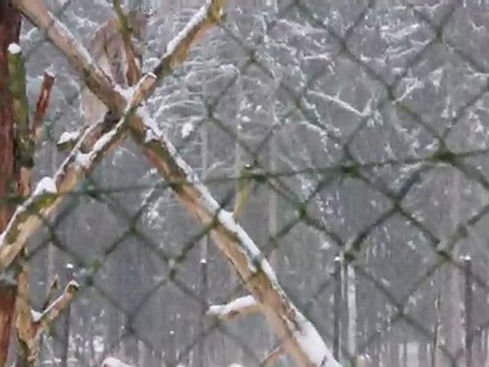 Luchs im Schnee auf einem Baumstamm  im Wildgehege Hellenthal