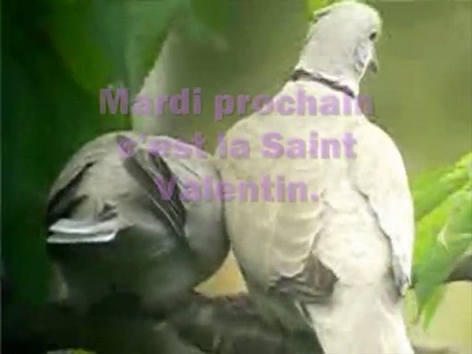 Goodvalue St Valentin