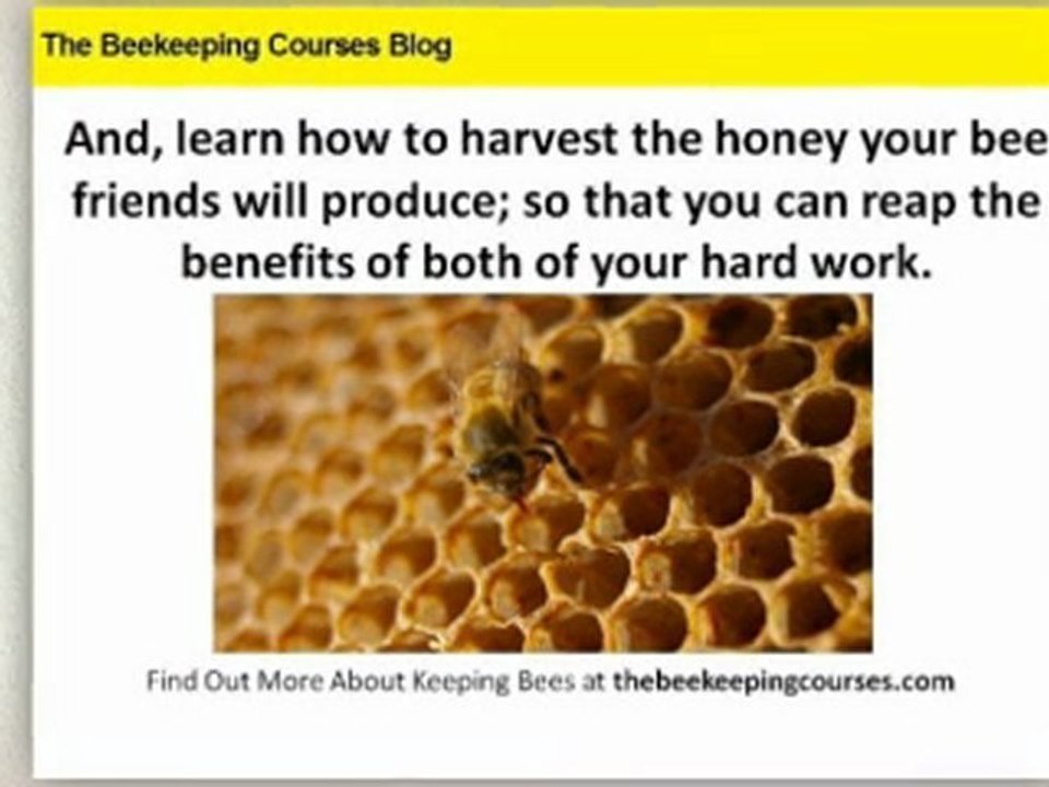 Discover The Real Benefits Of Beekeeping Courses