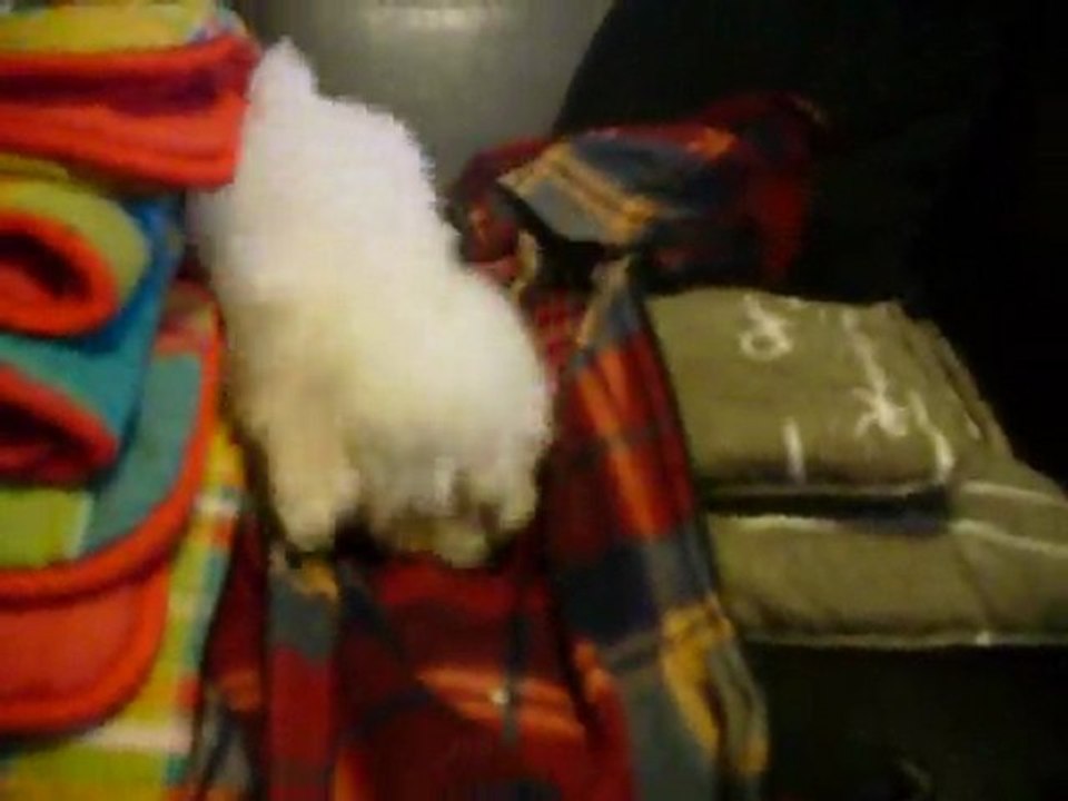 Guizmo chiot bichon frisé