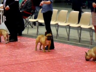 Expo bouledogue français Angers 26 mars 2011