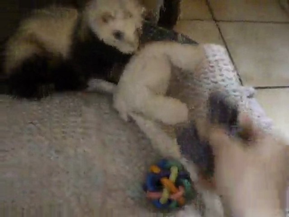 Bibop, furet à adopter à l'asso "furet et compagnie"