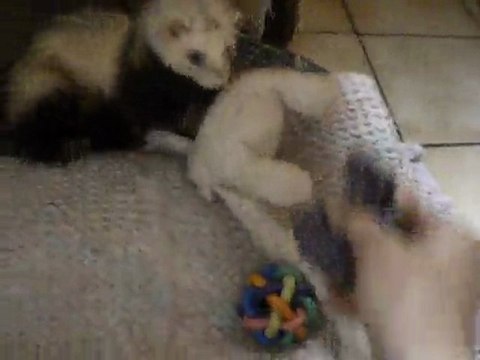 Bibop, furet à adopter à l'asso furet et compagnie