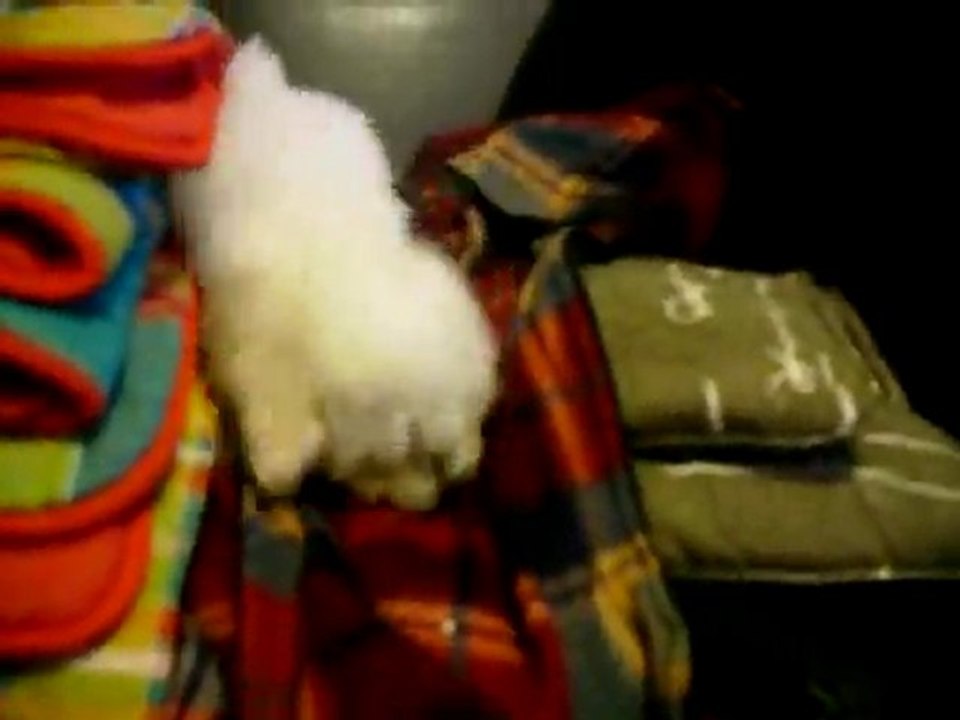 Guizmo chiot bichon frisé