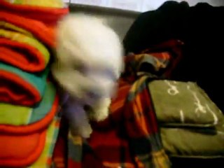 Guizmo chiot bichon frisé LOF