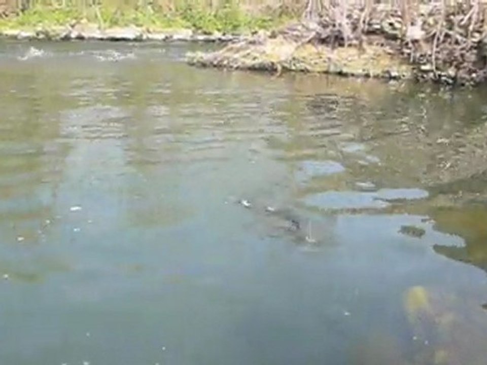 Brochet et totoche Meurthe et Moselle Meuse Vosges CLERGETBLOG