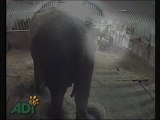Maus-tratos à velha elefanta Anne