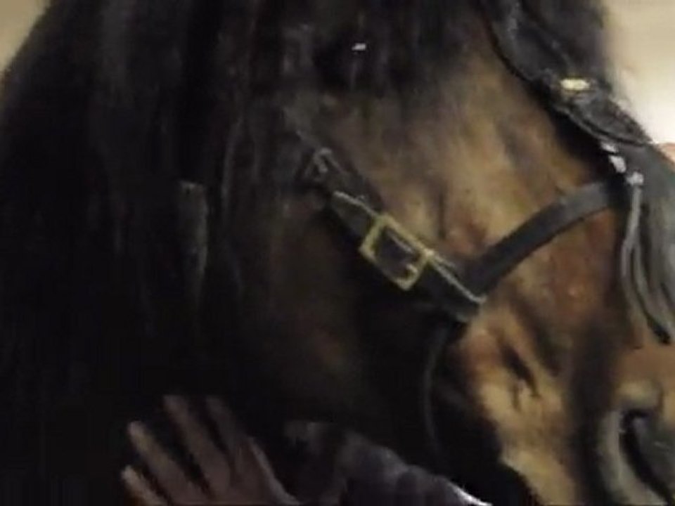 Artista, cheval de toro