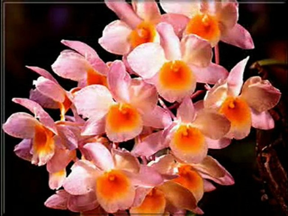 cheb nasro 3tak rabi blassa fi galbi-www.mozikaray.tk