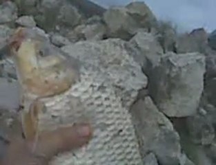 büyükçekmece sazan avı