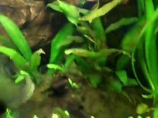 Rainbow fish eating blood shrimp.