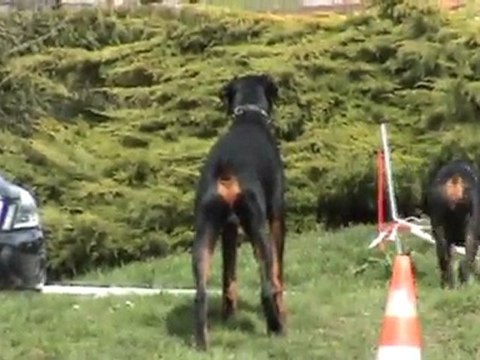 DOBERMANN F'WILLOW Du Reflet Des Songes et DAAHONY Du Reflet Des Songes le 27 Mars 2011