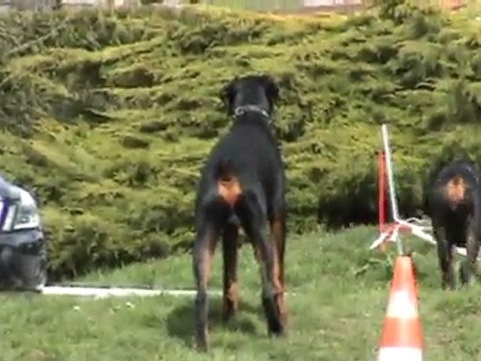 DOBERMANN  F'WILLOW Du Reflet Des Songes et DAAHONY Du Reflet Des Songes le 27 Mars 2011