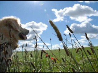 Bir Sarkisin Sen____Fatos