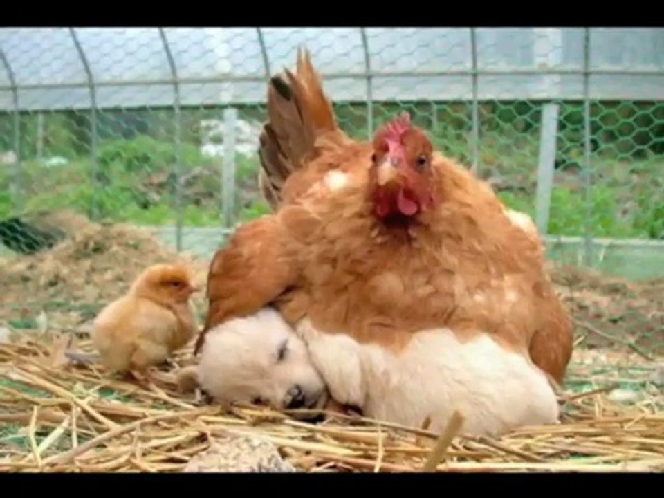 Hz. Mehdi zamanında vahşi hayvanlar zararsız hale gelecek