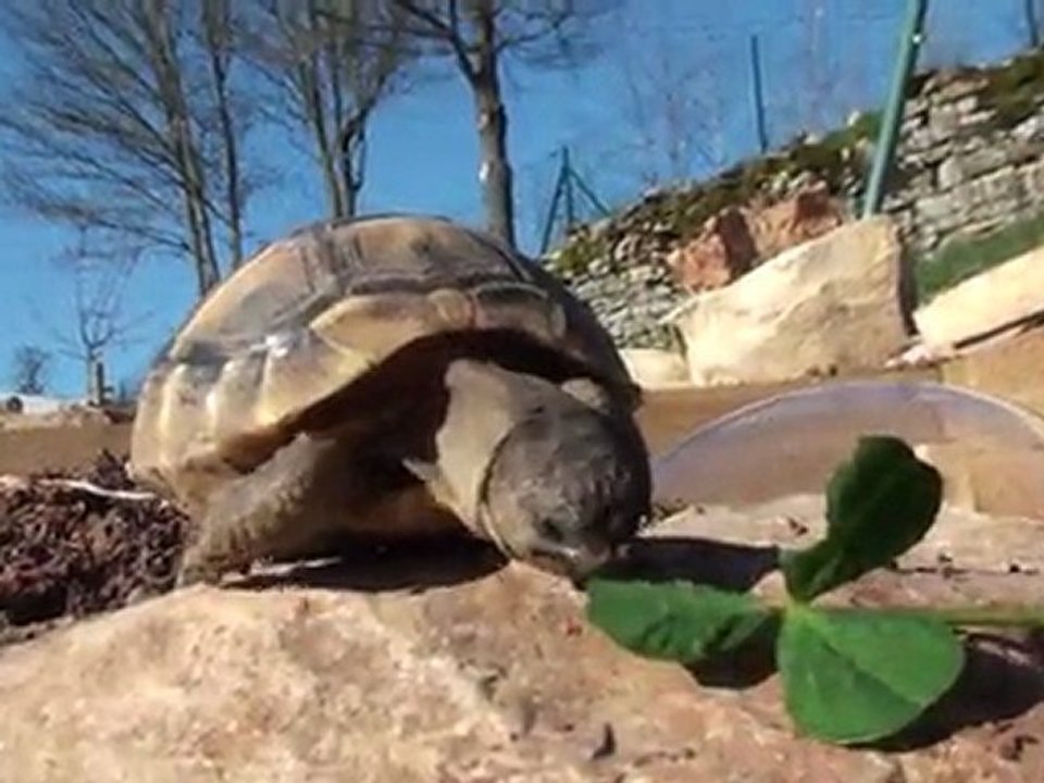 tortue juvénile qui mange trêfle