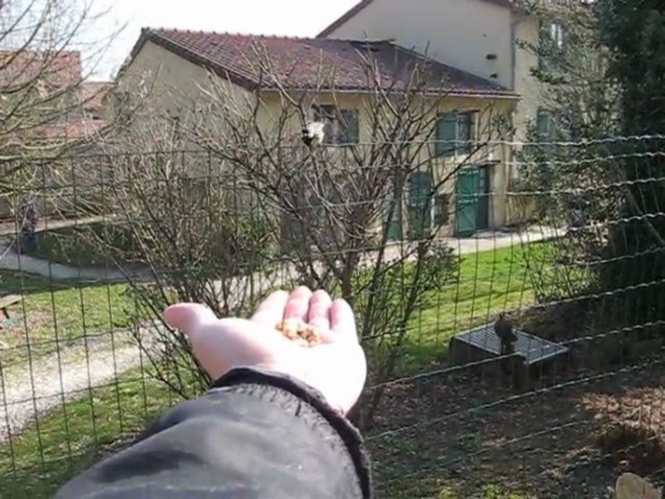 Mésange qui vient dans la main en hésitant