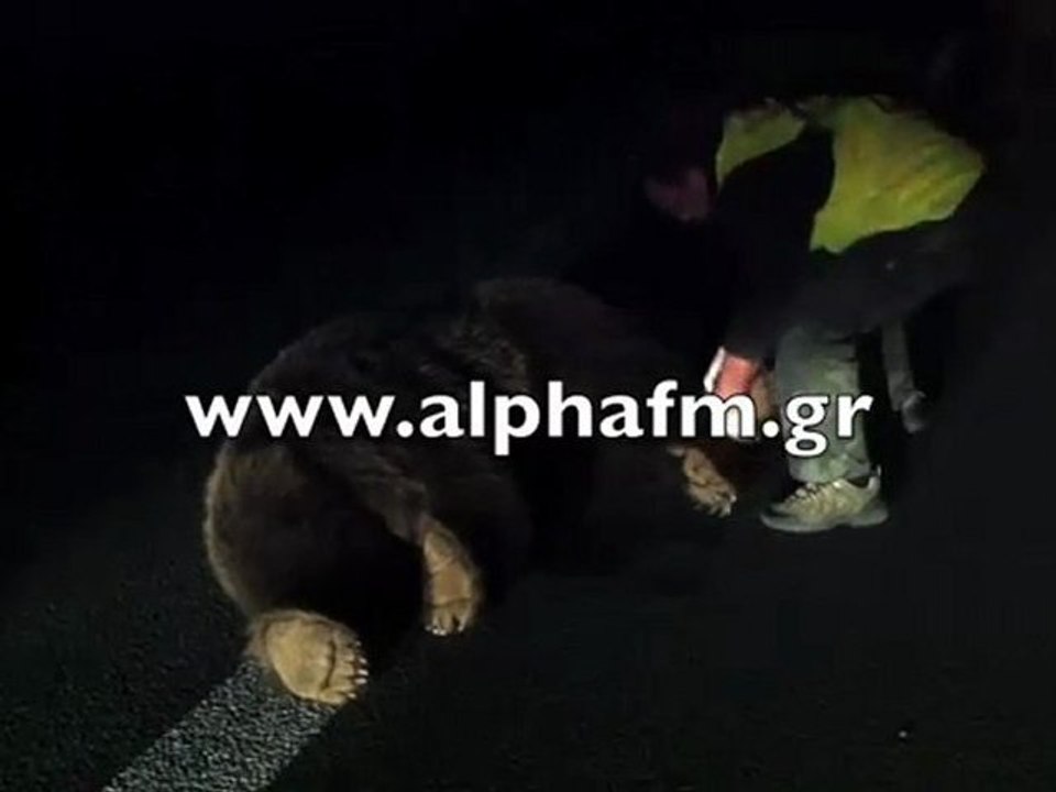 Νεκρή Αρκούδα