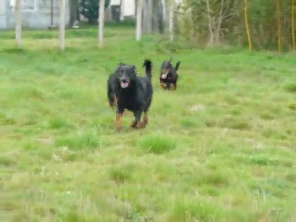 Fidele Barou et Balou Beaucerons (berger de beauce) en ballade