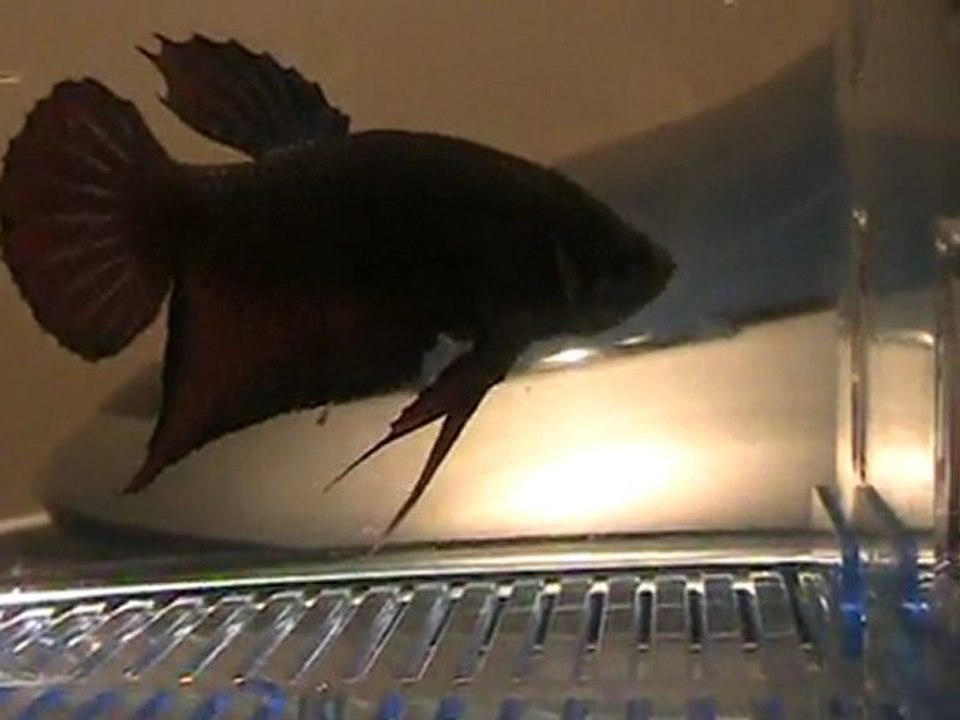 Thunderbetta male #3