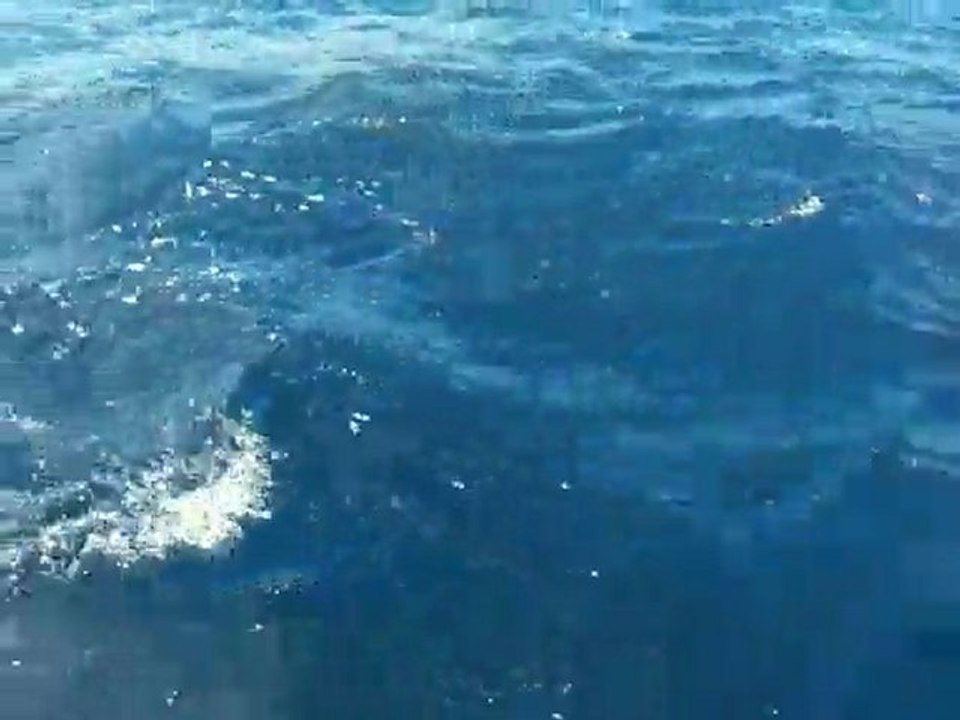 Malpelo