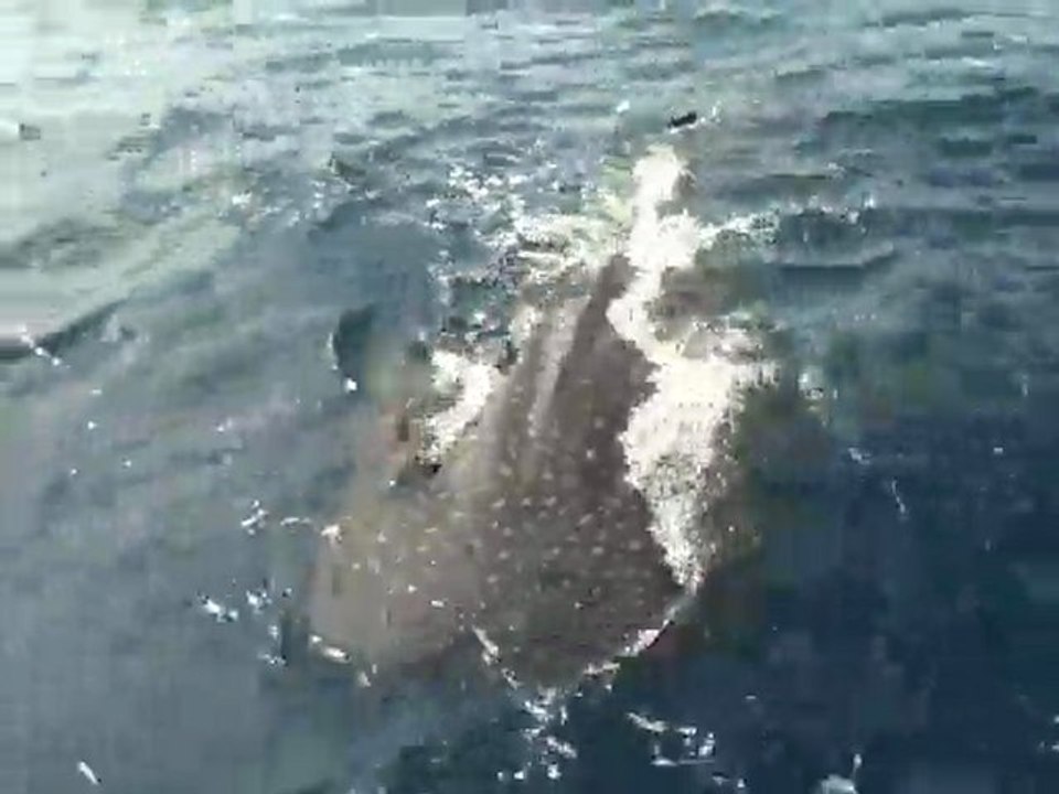 Malpelo