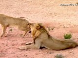 Kalahari & Gemsbok Nationalpark  HD
