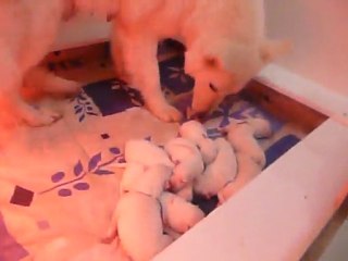 Chiots Daïka et Heaven portée 2011 J+3